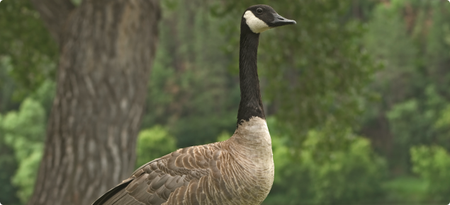 Canada goose bird food deals